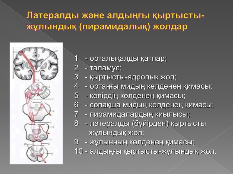 Латералды және алдыңғы қыртысты-жұлындық (пирамидалық) жолдар  - орталықалды қатпар;  - таламус; 